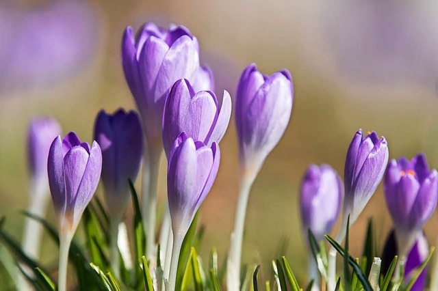 Der Krokus streckt mancherorts seine Blten aus  | Foto: dpa