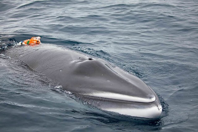 Zwergwal mit Kamera auf dem Rcken   | Foto: dpa