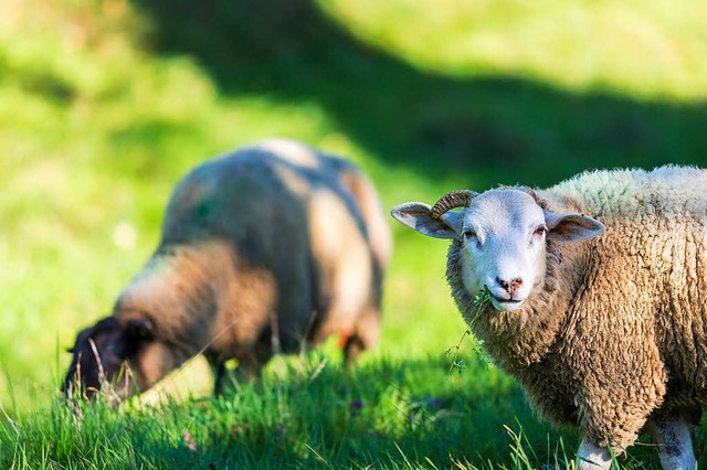 Subventionsgelder sind frs berleben ntig.  | Foto: Carlotta Huber