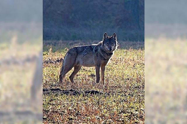 Wolf wird zum Gemeinschaftsprojekt