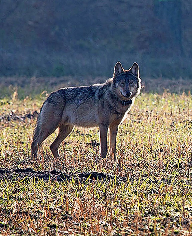 Wie umgehen mit dem Wolf? Die zustndi...t ganz einig. (Foto aus Niedersachsen)  | Foto: Konstantin Knorr/dpa