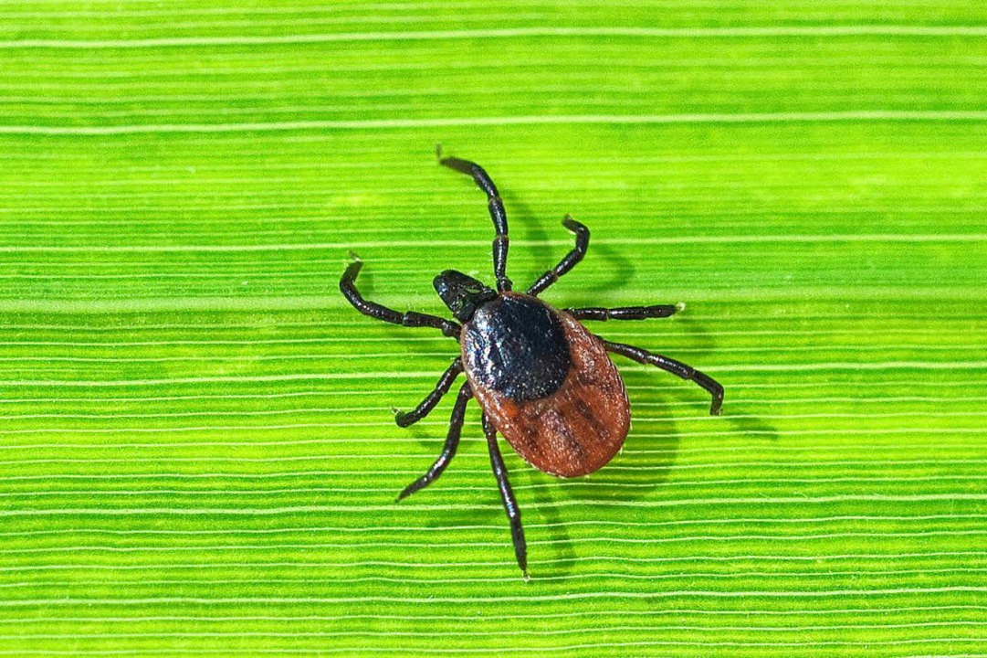 Was man über Zeckenstiche und das FSME-Virus wissen muss - Südwest ...