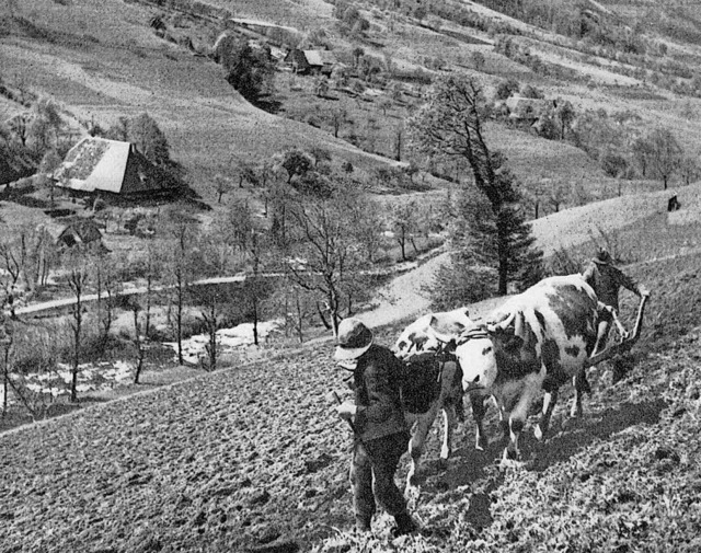 Bauernhfe entlang der Berge, wie der ...andschaft im Schwarzwald beigetragen.   | Foto: archivbild: Hans-Jrgen Wehrle