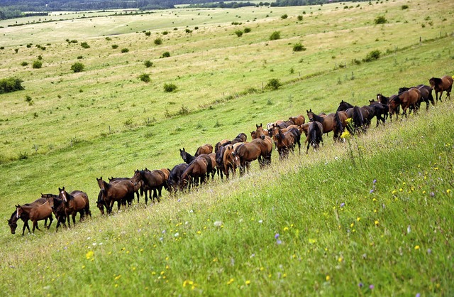 Die Pferde in der Threngeti genieen ...s umweltschonende Landschaftspfleger.   | Foto: Threngeti