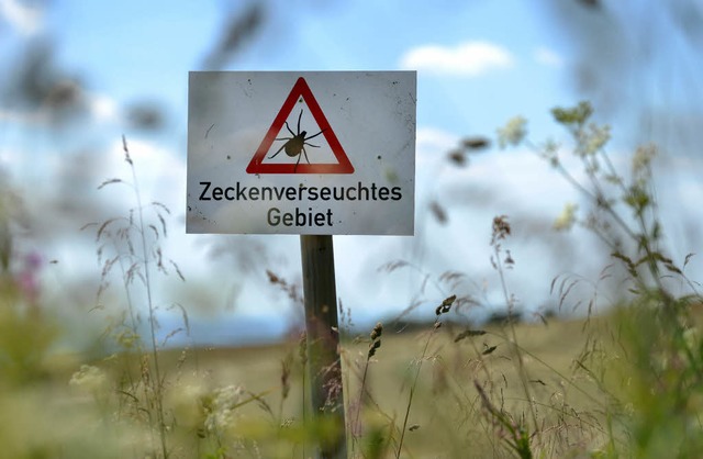 Zecken leben gerne auf hohen Grsern. ... hier in Hessen, auf die Gefahr hin.    | Foto: dpa