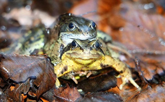 Grasfrsche sind wieder auf dem Weg zu ihren Laichpltzen.   | Foto: DPA