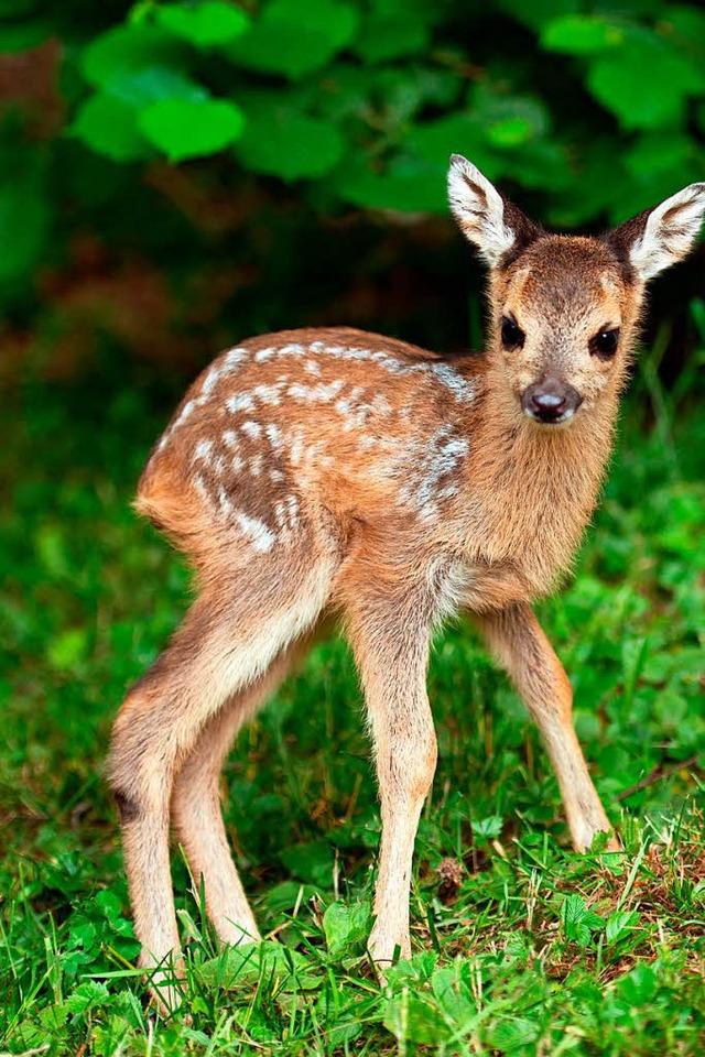 Jetzt erblicken viele Tierbabys das Licht der Welt.    | Foto: dpa