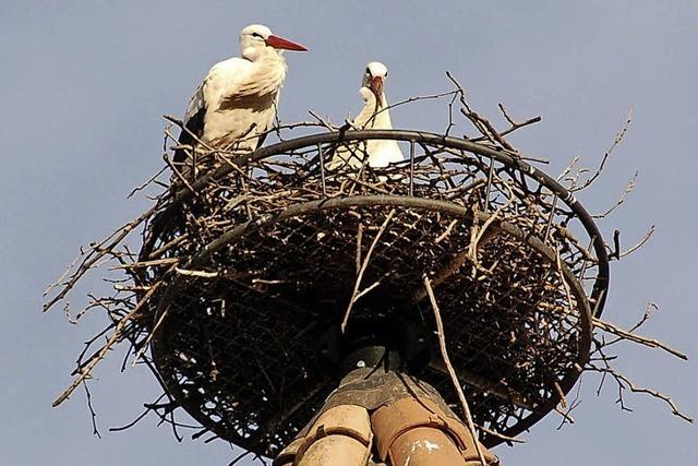 Frhling auf dem Storchenturm