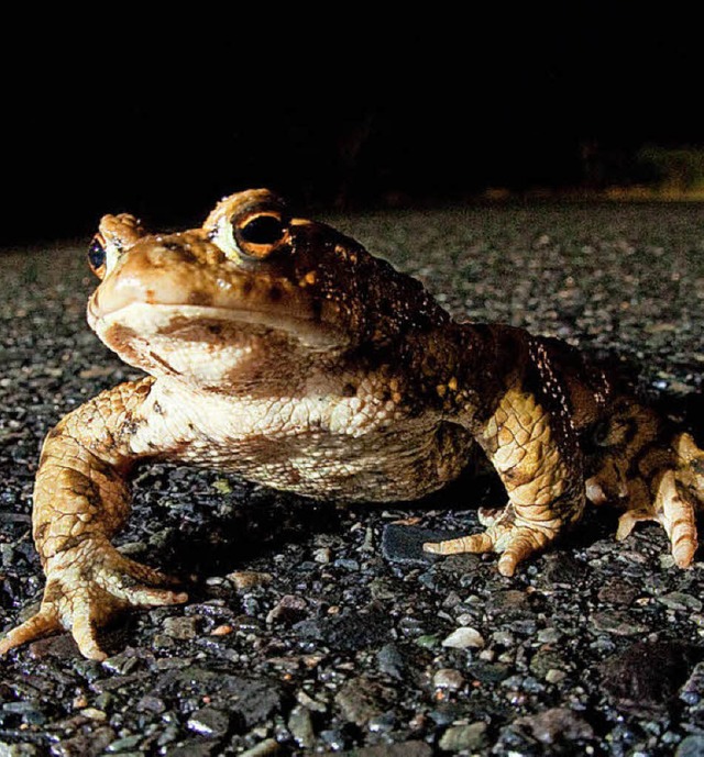 Bislang werden die Amphibien von Ehrenamtlichen ber die Strae getragen.   | Foto: Symbolfoto: DPA