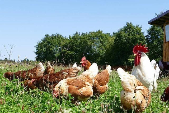 Legen Hennen mehr Eier, wenn sie mit einem Hahn zusammen leben?