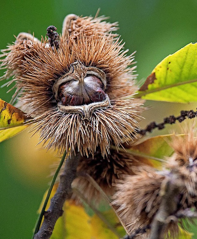 Die Edelkastanie ist &#8222;Baum des Jahres 2018&#8220;.   | Foto: DPA