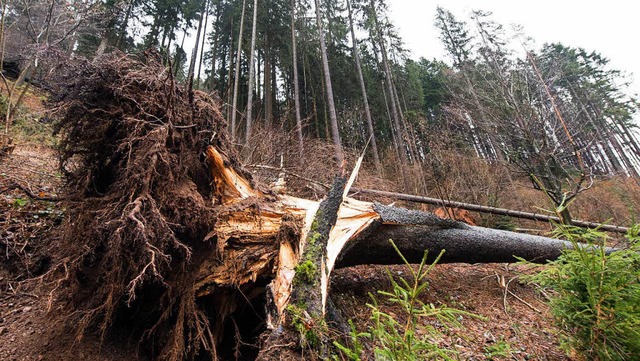 Orkan Burglind hat im Wald ziemlich viel Schaden angerichtet.  | Foto: dpa