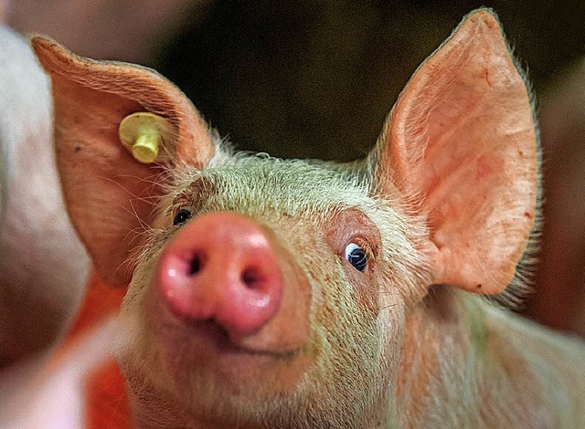 Wie das Schwein vor dem Schlachten gelebt hat, wollen viele Verbraucher wissen.   | Foto: dpa
