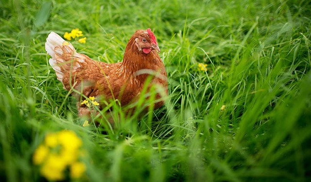 Freilandhhner leben glcklicher &#8211; und manchmal auch gefhrlich.  | Foto: dpa