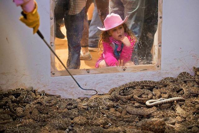 Schlangen ber Schlangen: der Sweetwater Rattlesnake Roundup in Texas