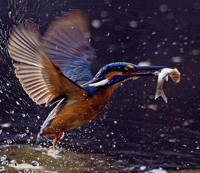 Schutz der Eisvogel-Habitate bringt der Stadt kopunkte.   | Foto: dpa