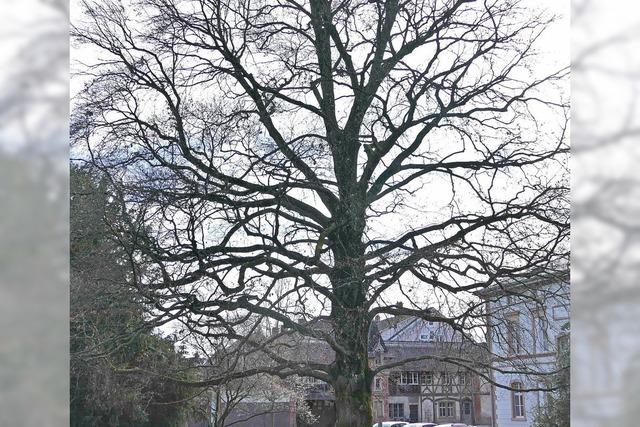 Stadt mchte Bume schtzen lassen