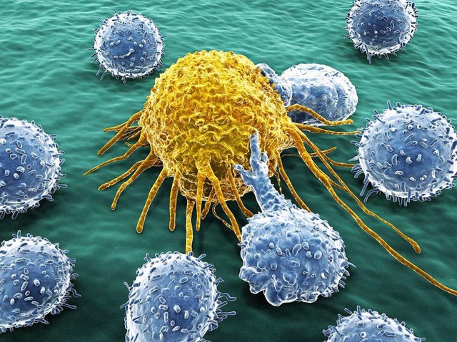 Immunabwehrzellen kmpfen gegen eine K...s die Abwehrzellen den Krebs erkennen.  | Foto: Juan Grtner  (stock.adobe.com)