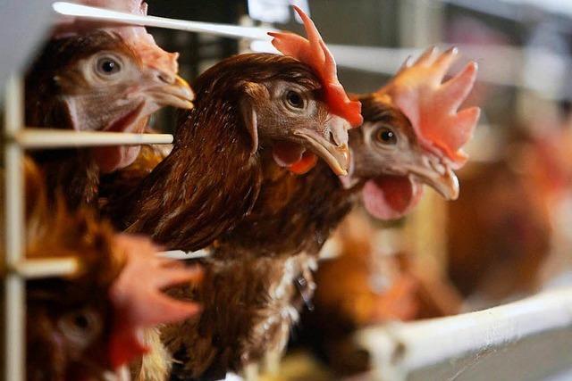 Land will ein verpflichtendes Label schaffen – für das Wohl der Nutztiere