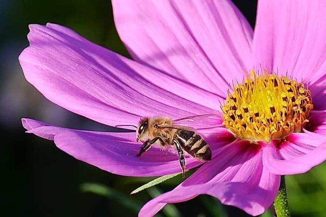 Wie wir den Wildbienen helfen können – und warum wir das tun sollten
