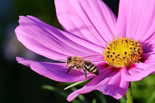 Die Honigbiene ist nur eine von hunderten Bienenarten.  | Foto: Gabriele Hennicke