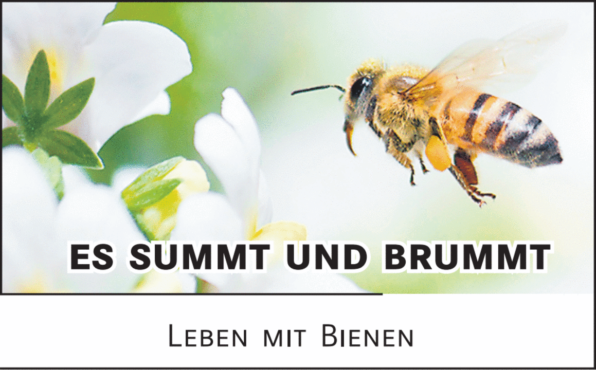 Wie wir den Wildbienen helfen können und warum wir das