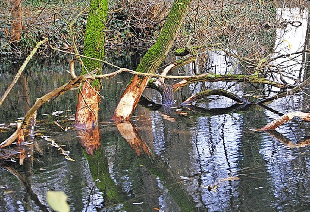 Nur seine Nagespuren waren zu sehen, d...tzinger Angelweiher nicht gesichtet.   | Foto: Manfred Frietsch