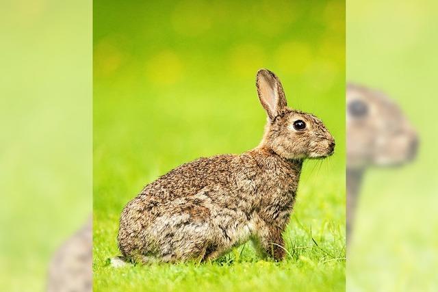 Kaninchen oder Hase? Die Uni Freiburg bittet um Mithilfe