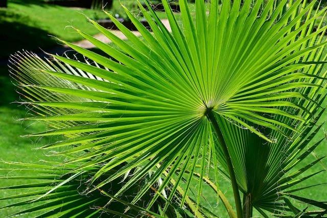 Am Samstag findet eine Fhrung im Botanischen Garten zu Urpflanzen statt