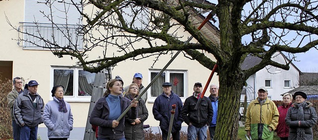 Baumschnittkurs beim Ringsheimer Obst-...flanzenschutz beim Landwirtschaftsamt   | Foto: ARCHIVFOTO: MUTZ