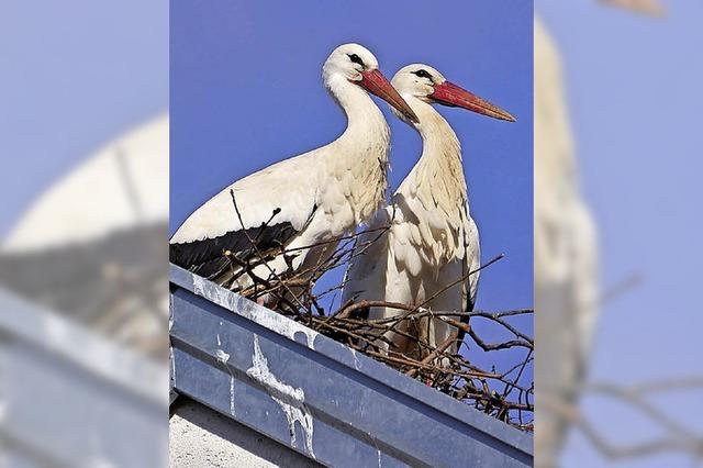 Nest sorgt fr Unmut