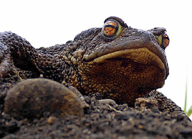 Auch diese Krte ist auf Wanderschaft.  | Foto: F. Wildenhahn