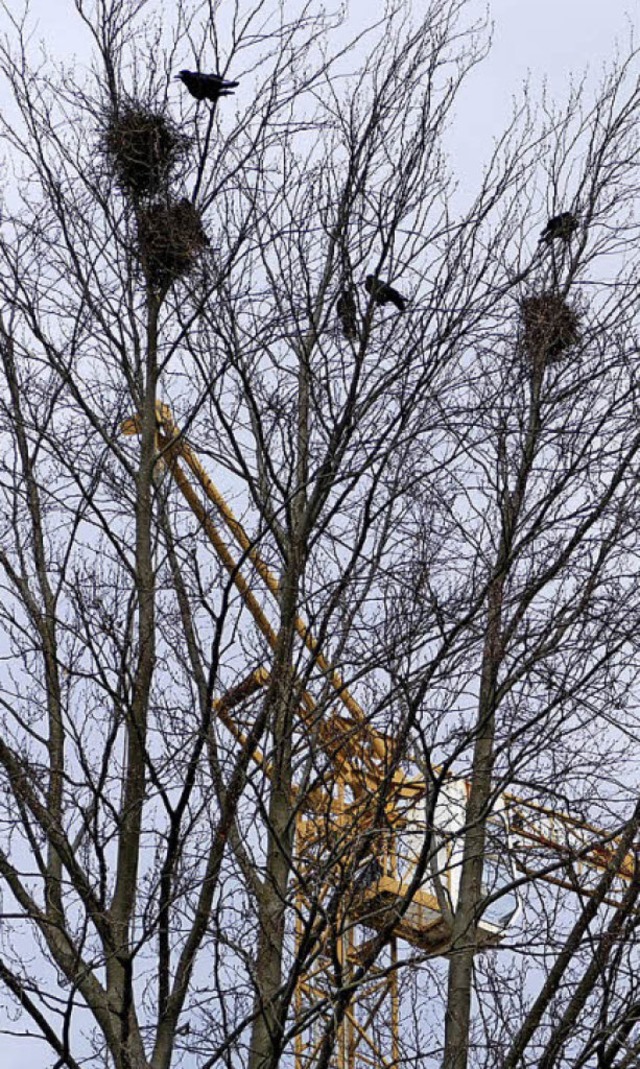 Saatkrhen sind unbeliebte Nachbarn.   | Foto: Langelott