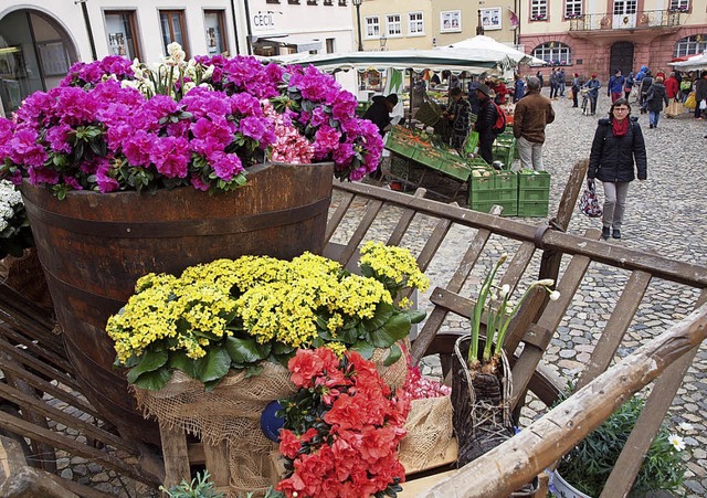 Blumen und Kruter strahlen beim &#822...nung aus, dass es bald Frhling wird.   | Foto:  hab