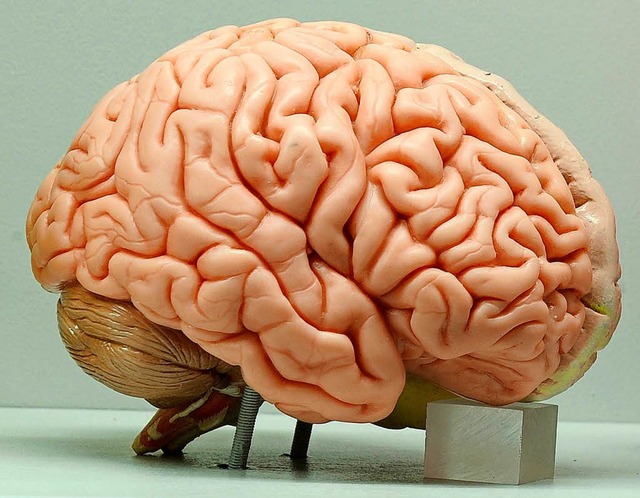 Gehirn.  | Foto:  dpa Deutsche Presse-Agentur