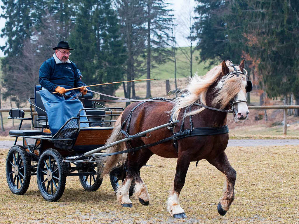 „Vogt“ (Bruderer/Freiamt) auf dem Reitplatz.