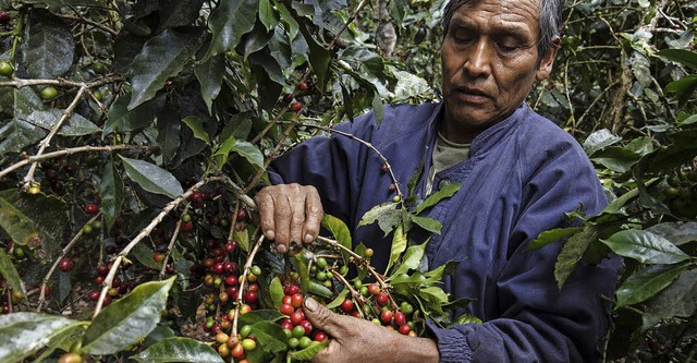 Auch Kaffeebauern etwa in Sdamerika s...mehr Geld mit ihrer Arbeit verdienen.   | Foto: lobOlmo