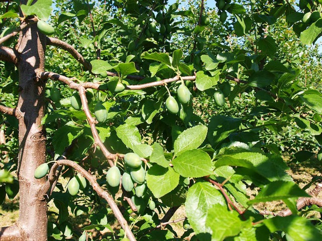 Zwetschgenbaum der Sorte  &#8222;Jojo&#8220; mit idealem Behang   | Foto: Nasilowski