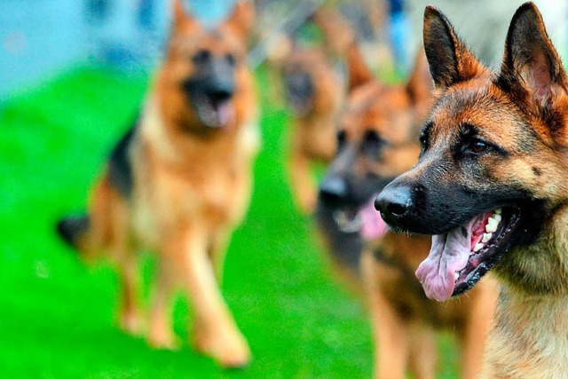 Schferhunde, wie Irgo, der Hunde eine...in Tokio statt in Kansas City landete.  | Foto: dpa