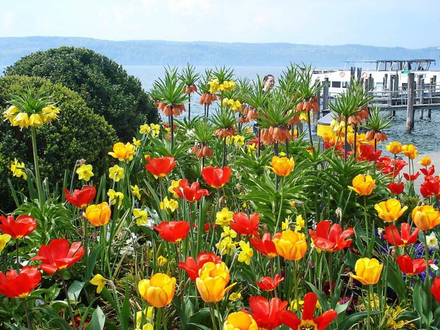 Eine Mischpflanzung von Tulpen, Narzissen und Kaiserkronen am Bodensee.  | Foto: Klaus Nasilowski