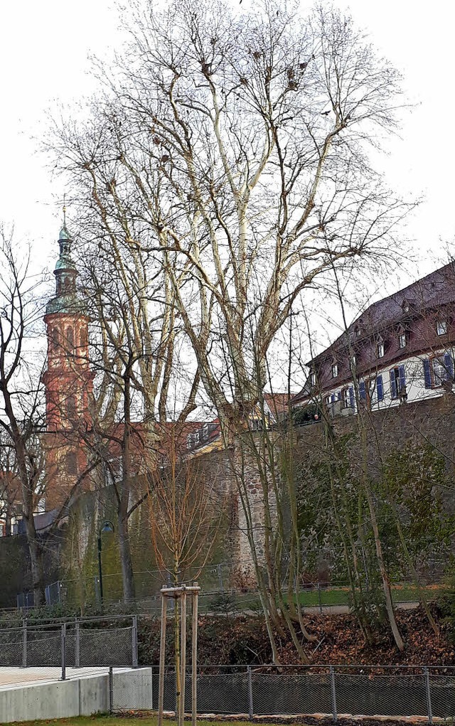 Bald gibt es freien Blick vom Zwingerpark zur Kreuzkirche.  | Foto: Seller