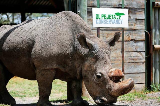 Das letzte mnnliche Nrdliche Breitmaulnashorn ist gestorben