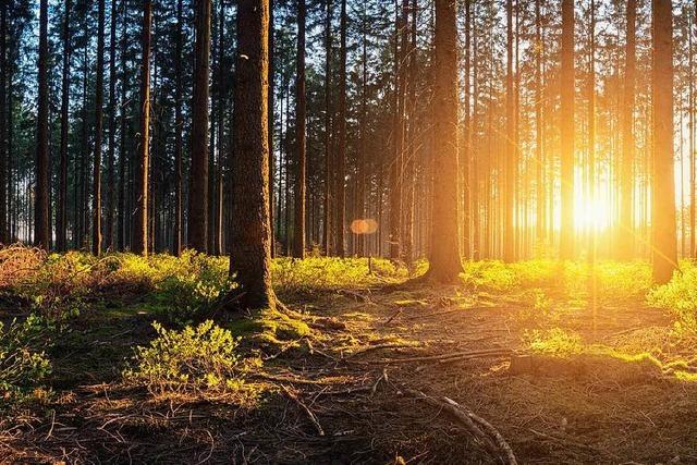 Die Gesetze des Waldes: Was im Wald erlaubt ist und was nicht