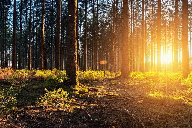 Der Wald strahlt auf uns Menschen eine...ch an die bestehenden Gesetze halten.   | Foto: rcfotostock (adobe.com)