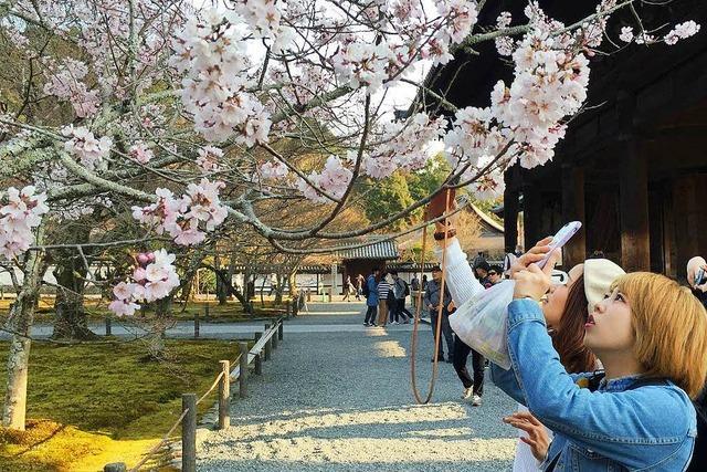 In Japan beginnt die Kirschblütensaison – deutlich früher als üblich