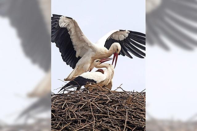 Kampf um Nest und Partnerin