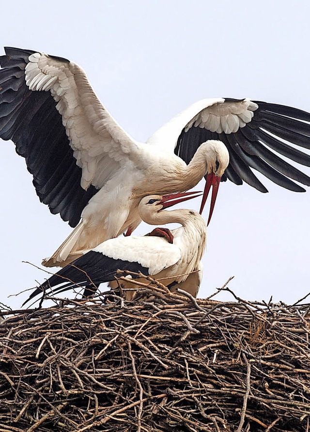 Zwei Strche balzen in ihrem Nest: Die...de sogar schon das erste Ei entdeckt.   | Foto: dpa/Schneberg