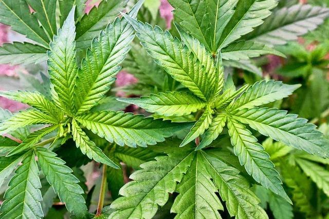 Rauchmelder lässt Cannabisplantage in Freiburg auffliegen