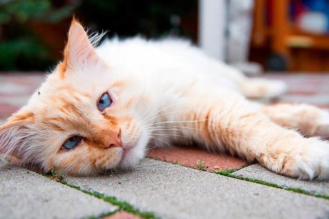 Wer zahlt die Tierarztkosten bei aufgefunden Katzen in Not?