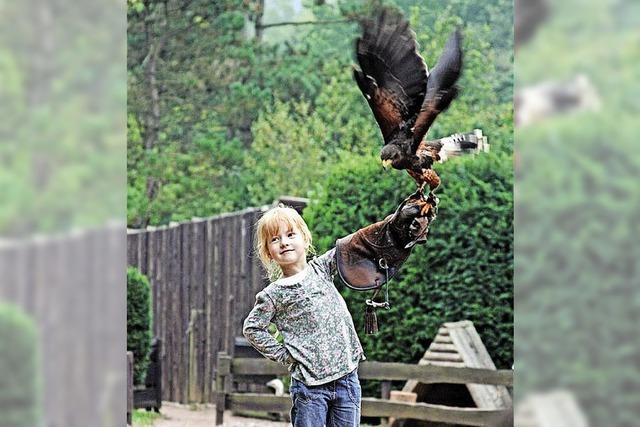 Im Vogelpark Steinen fliegen wieder die Adler